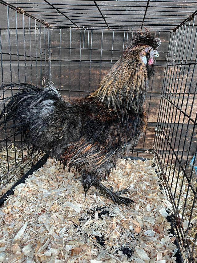 Preview of the first image of Pure Silkie Cockeral’s 2023 Hatch.