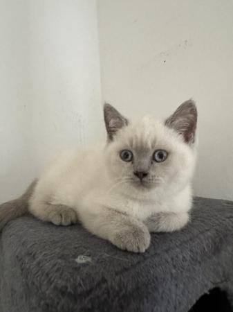 Image 5 of British shorthair colourpoint lilac kittens