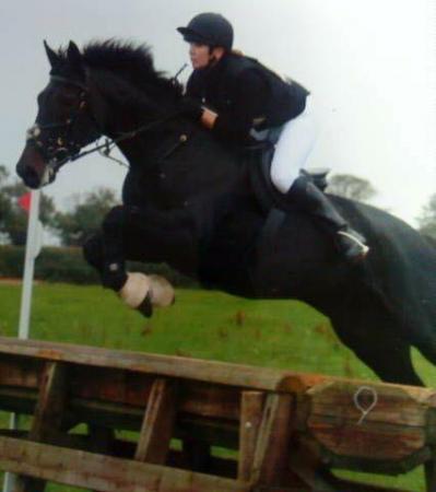 Image 1 of do you have an older ex competition horse needing love