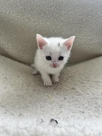 Image 2 of One beautiful white kitten for sale