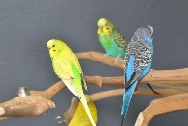 Preview of the first image of Baby budgies for sale,19.