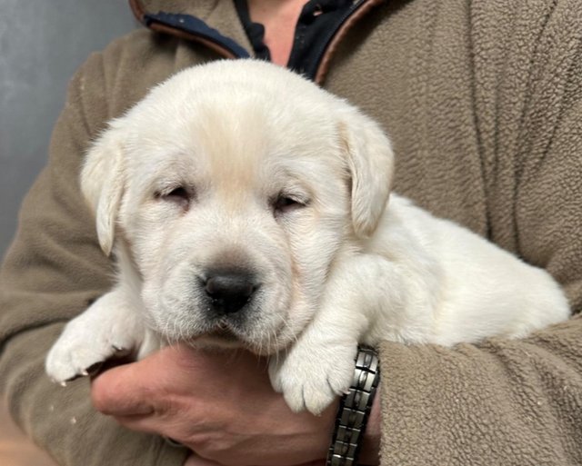 Preview of the first image of Stunning White Labradors - KC Reg.