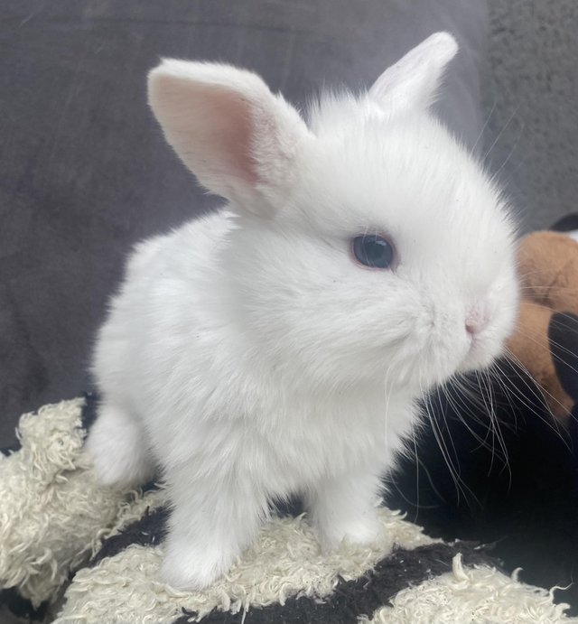 Preview of the first image of Minilop Baby Rabbits for sale.