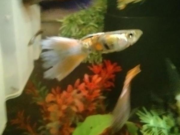 Image 5 of Male Guppies various colours 10 fish for £5
