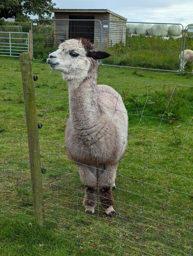 Preview of the first image of 7 year old BAS registered rose gray male alpaca.