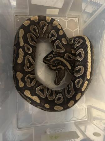 Image 3 of Royal/ball pythons for sale breeding weight female and male