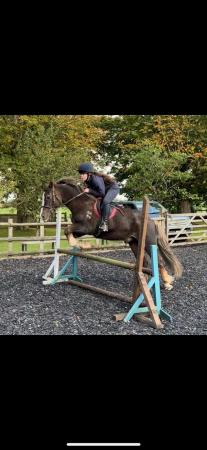 Image 3 of 13.1 Welsh Section C Pony for sale