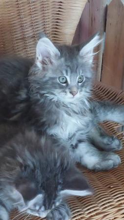Image 8 of Maine coon kittens for sale.full pedigree
