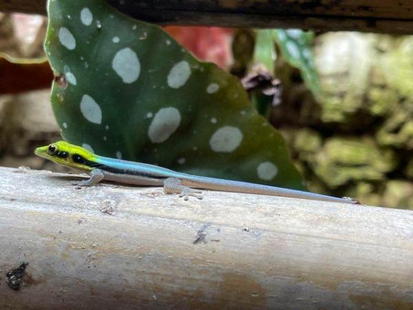 Image 2 of Neon gecko. Phelsuma klemmeri (yellow headed)