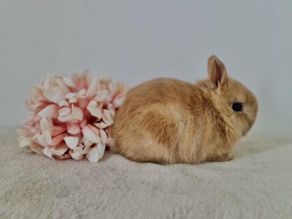 Image 13 of Netherland Dwarf Bunnies for Sale!