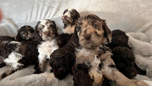 Image 4 of Ready now Beautiful litter of 9chocolate merle cockapoo’s