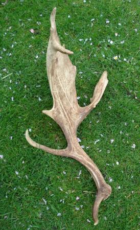Image 3 of NATURALLY CAST FALLOW BUCK ANTLERS