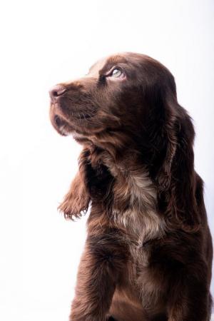 Image 5 of Show Cocker Spaniel puppy is looking for her forever home