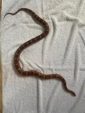 Image 3 of Almost 4 year old corn snake with vivarium