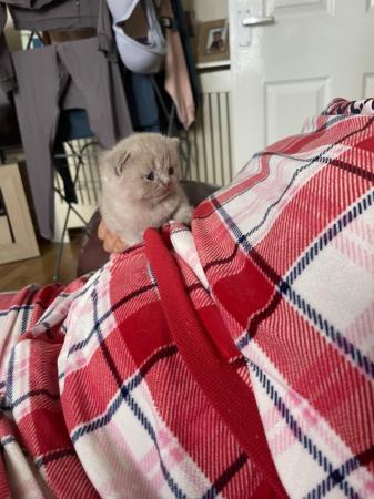 Image 5 of British short hair pedigree kittens for sale