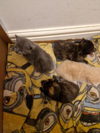 Image 3 of Mixed litter of kittens
