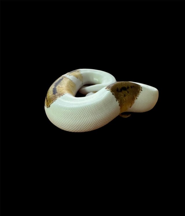 Preview of the first image of Pied Orange Dream Pastel Yellow belly Royal Python.