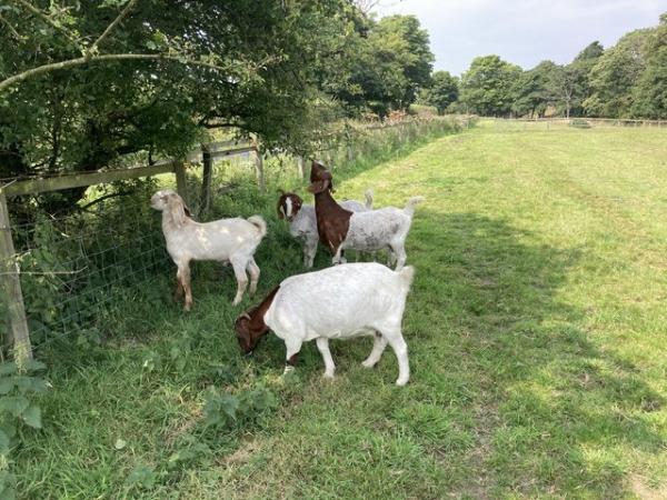 Image 2 of Boer x Anglo Nubian goats for sale