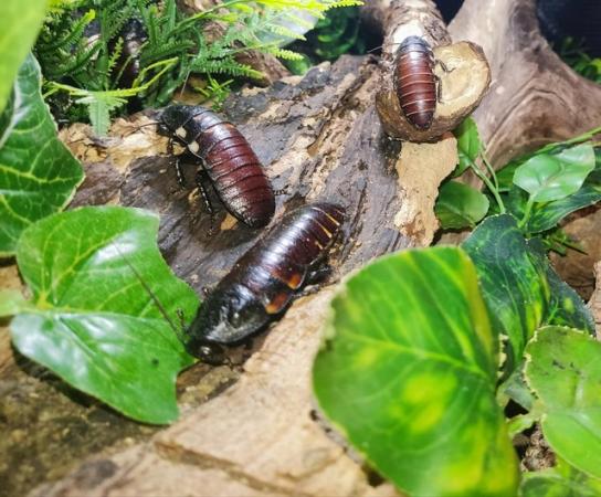 Image 3 of Madagascan Hissing Roaches - Males and Females
