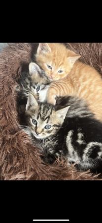 Image 3 of 10 week old kittens. ready to be rehoused £20 each
