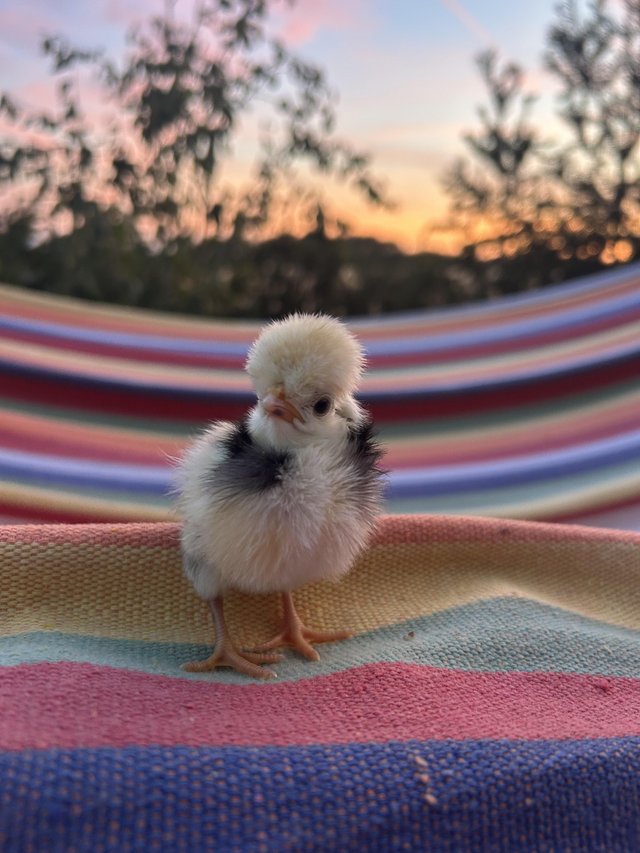3 Pure Polish Chicks for sale unknown gender as so young — Pets & Animals in Benfleet
