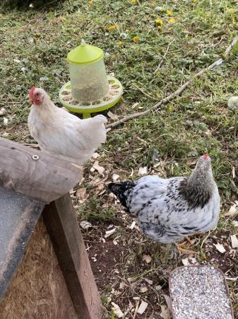 Image 3 of 2 cockerel chicks for sale