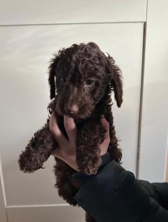 Image 1 of Toy poodle puppies ready for forever homes
