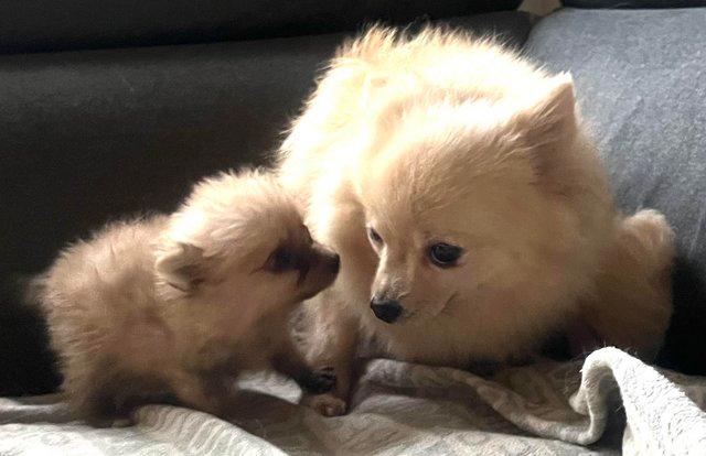 Image 5 of ONE LEFT brown Pomeranian puppies