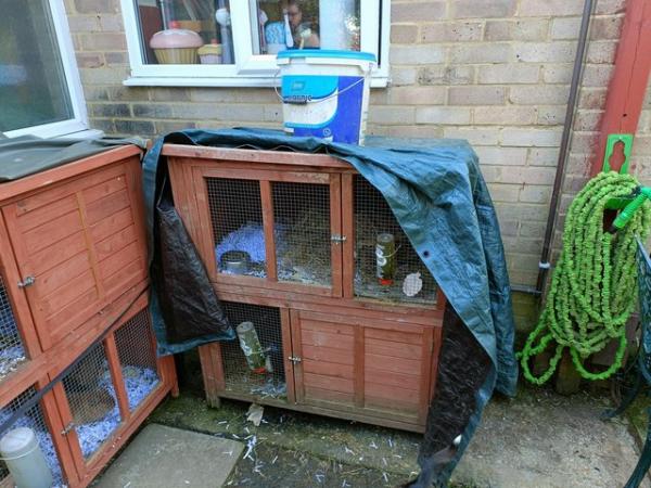 Image 7 of Male and Female Guinea Pigs for sale in Worthing