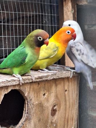 Image 4 of Unrelated already paired lovebirds all aviary bred