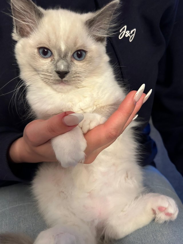 Preview of the first image of 3 Pedigree Ragdoll Boy Kittens available !.