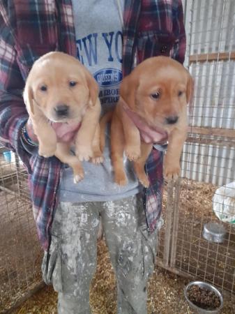 Image 2 of Beautiful Labrador puppies looking for forever homes