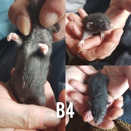 Image 11 of Rex smooth coat top eared dumbo baby rats