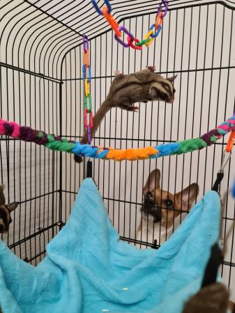 Image 5 of Breeding pair of sugar gliders and cage