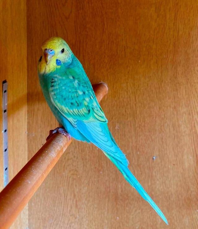 Preview of the first image of Quality baby budgies, this years stock ready for sale.