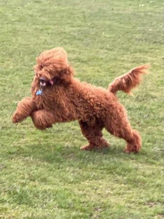 Image 2 of Red Miniature poodle stud boy fully dna tested