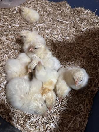Image 3 of Leghorns Chicks 3-4 weeks old
