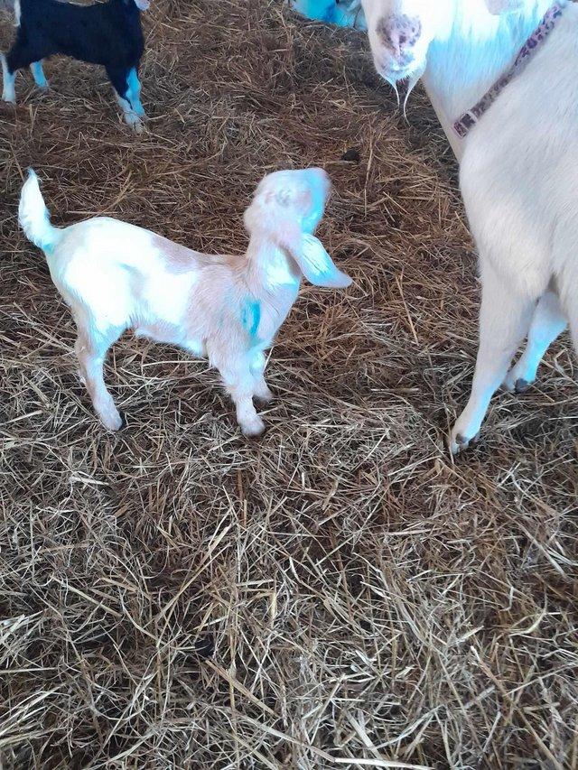 Preview of the first image of Bottle fed dairy goat kids for sale.