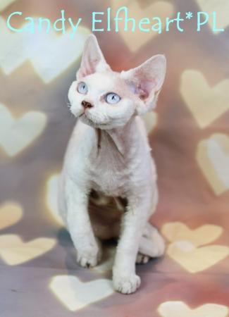 Image 12 of Devon Rex Candy boy for small home breeding