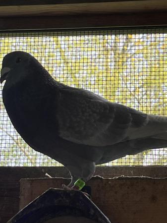 Image 1 of Racing pigeons for sale good birds