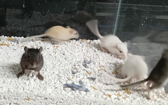 Image 4 of Baby Gerbils males and females