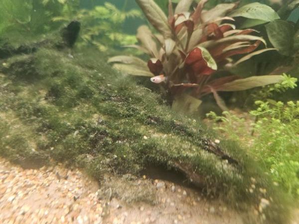 Image 4 of 6 x Micky Mouse Platys For Sale