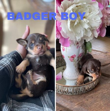 Image 9 of Miniature Wirehaired Dachshund x Chi Chi