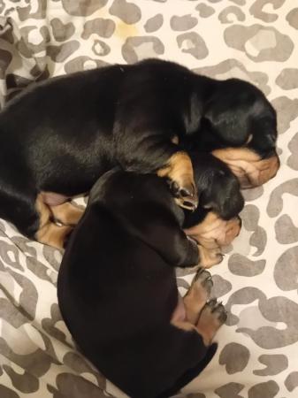 Image 3 of Miniature dachshund puppies, ready now, fully vaccinated