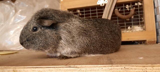 Image 1 of 2 bonded guinea pigs available