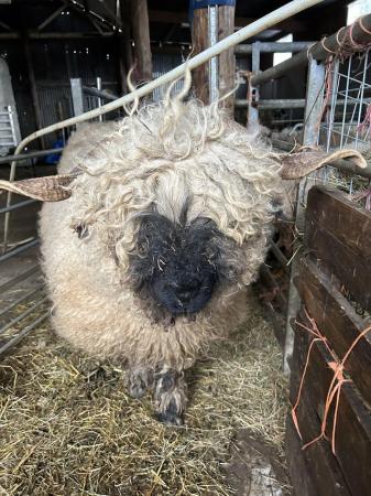 Image 1 of 2valais Blacknose weathers  forsale