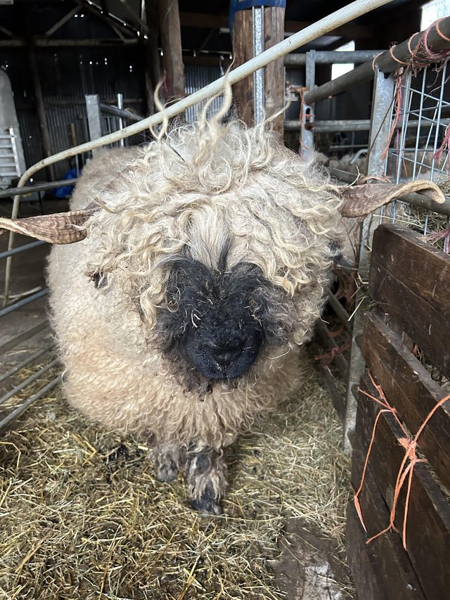 Preview of the first image of 2valais Blacknose weathers  forsale.