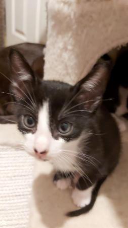 Stunning Oriental Kittens BLACK AND WHITE 3 BOYS for sale in Biggleswade, Bedfordshire - Image 14