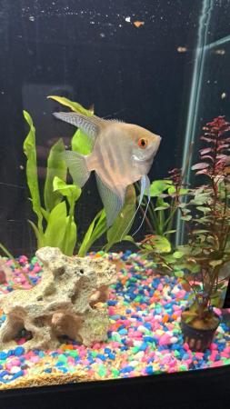 Image 2 of Platies, mollies and Angel fish for sale