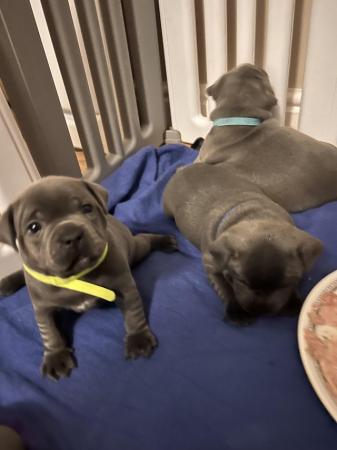 Image 8 of READY NOW! BLUE KCREG Staffordshire BT Puppies